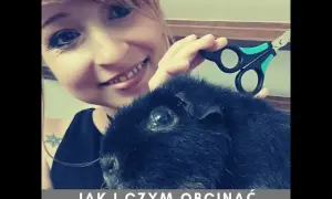 Jak obciąć paznokcie śwince morskiej bez stresu i bólu