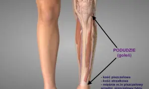 Gdzie są golenie? Odkryj ich znaczenie i lokalizację w anatomii