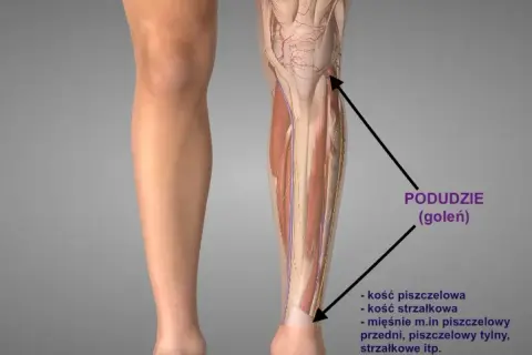 Gdzie są golenie? Odkryj ich znaczenie i lokalizację w anatomii