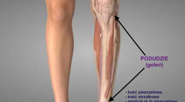 Gdzie są golenie? Odkryj ich znaczenie i lokalizację w anatomii