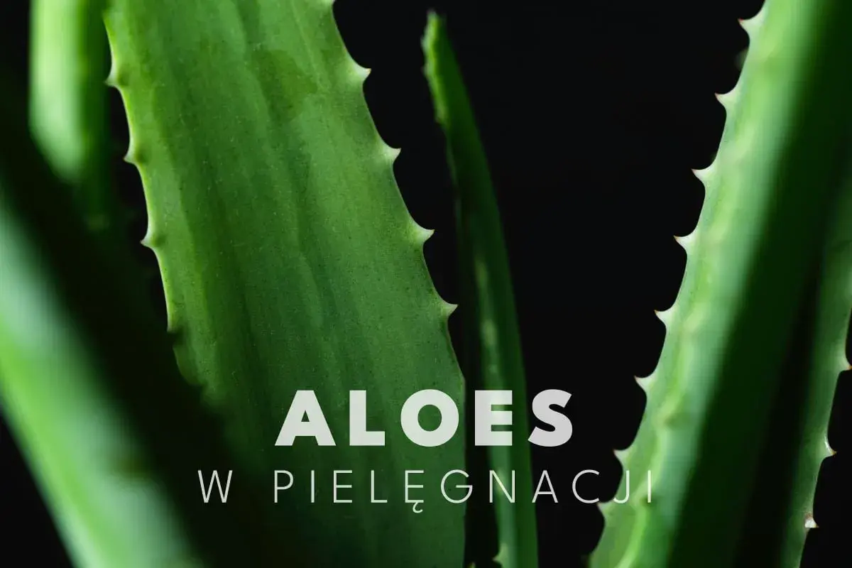 Zielone liście aloesu, idealne do pielęgnacji twarzy, z napisem "ALOES W PIELĘGNACJI".